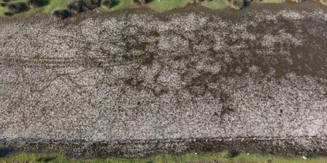 Baharın güzelliğine şahit olmak isteyenler buraya gidiyor: Su papatyaları, mandalar ve doğa… 1